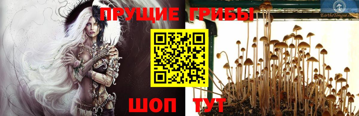 Хасавюрт  Галлюциногенные грибы Cubensis  Вход с VPN 